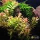 Ротала Макрандра Зеленая (Rotala Macrandra Green)