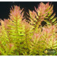 Ротала Макрандра Зеленая (Rotala Macrandra Green)
