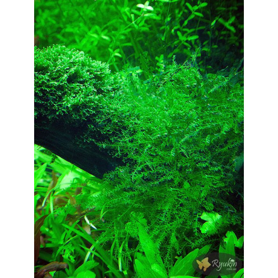 Мох Королівський, Манаус (Queen Moss, Manaus)