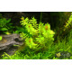Ротала Макрандра Зеленая (Rotala Macrandra Green)
