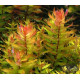 Ротала Макрандра Зеленая (Rotala Macrandra Green)