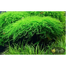 Мох Королівський, Манаус (Queen Moss, Manaus)