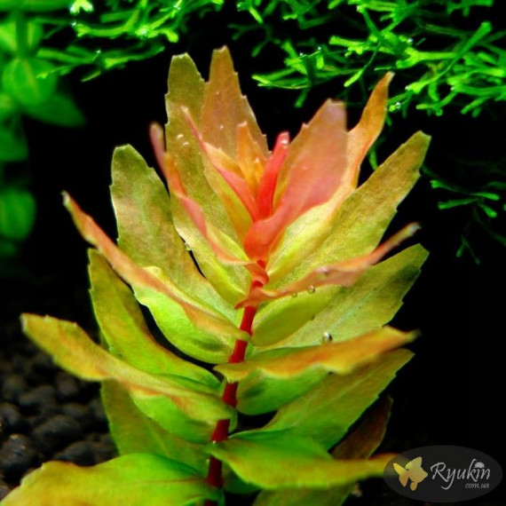 Ротала Макрандра Зеленая (Rotala Macrandra Green)