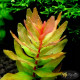 Ротала Макрандра Зеленая (Rotala Macrandra Green)