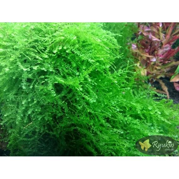 Мох Королівський, Манаус (Queen Moss, Manaus)