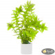 Ротала Макрандра Зеленая (Rotala Macrandra Green)