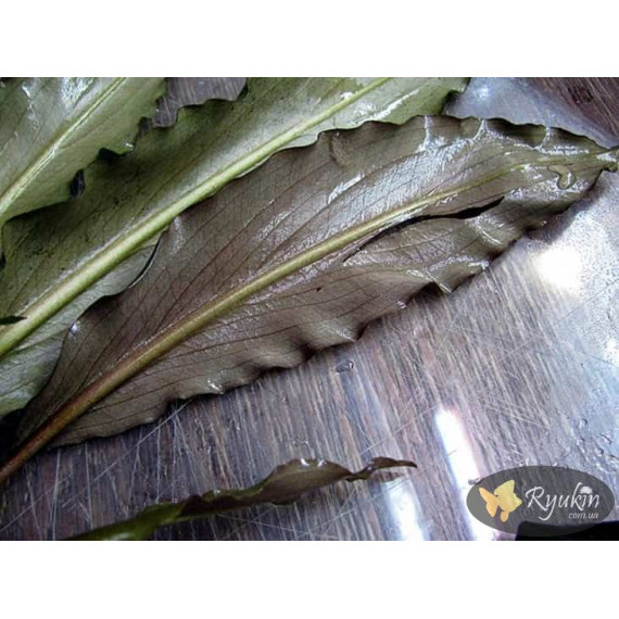 Лагенандра Кераленсіс (Lagenandra Keralensis)