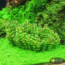 Амманія Бонсай (Ammania Bonsai)