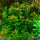 Амманія Бонсай (Ammania Bonsai)