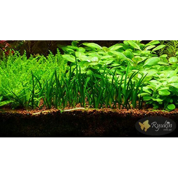 Літторелла Уніфлора (Littorella Uniflora)