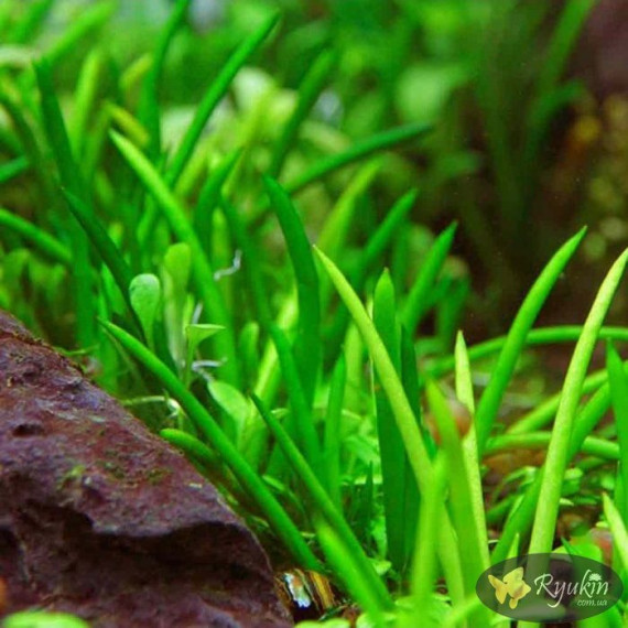 Літторелла Уніфлора (Littorella Uniflora)