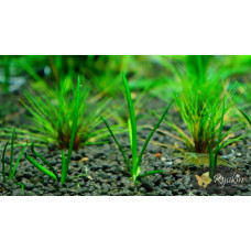 Літторелла Уніфлора (Littorella Uniflora)
