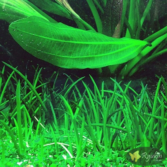 Літторелла Уніфлора (Littorella Uniflora)