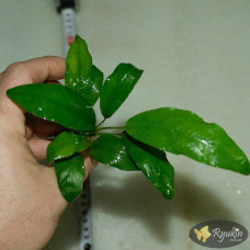 Анубіас Гетерокліта (Anubias Heteroclita)