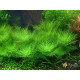 Гигрофила Бальзамика (Hygrophila Balsamica)