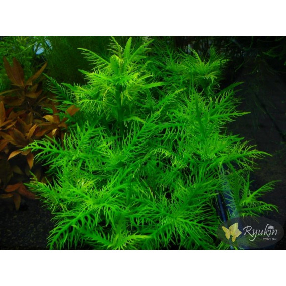 Гигрофила Бальзамика (Hygrophila Balsamica)