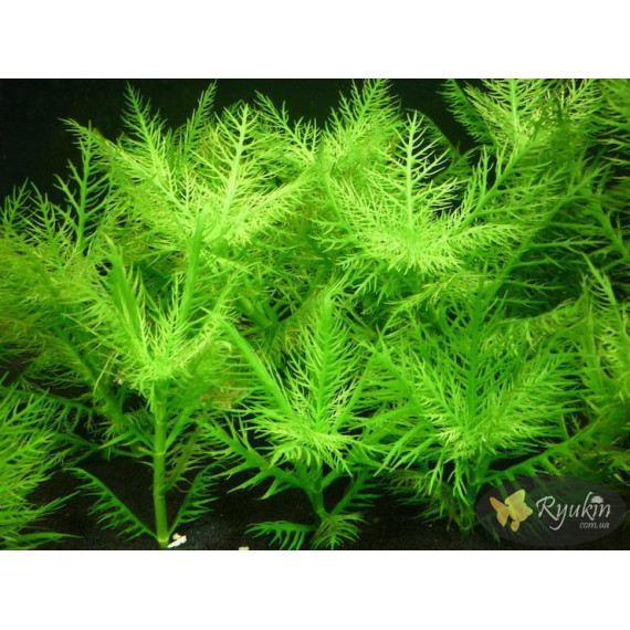 Гигрофила Бальзамика (Hygrophila Balsamica)