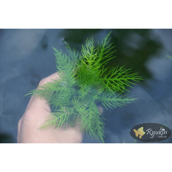 Гигрофила Бальзамика (Hygrophila Balsamica)