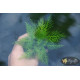 Гигрофила Бальзамика (Hygrophila Balsamica)
