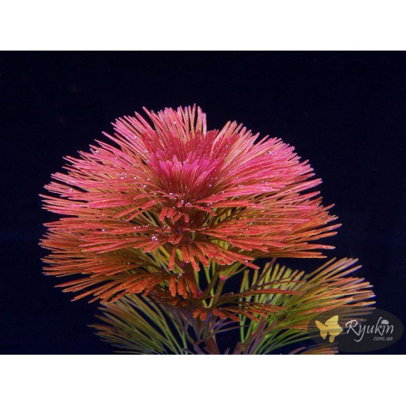 Кабомба Фурката (Cabomba Furcata)