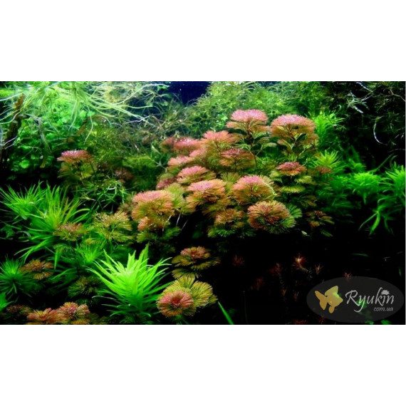 Кабомба Фурката (Cabomba Furcata)