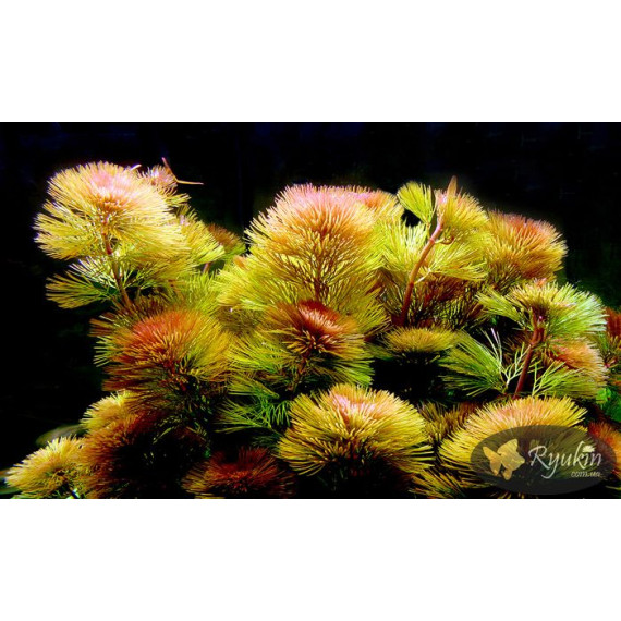 Кабомба Фурката (Cabomba Furcata)