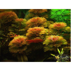 Кабомба Фурката (Cabomba Furcata)