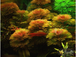 Кабомба Фурката (Cabomba Furcata)