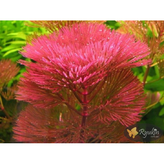 Кабомба Фурката (Cabomba Furcata)