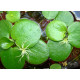 Лімнобіум Побігоносний (Limnobium Stoloniferam)