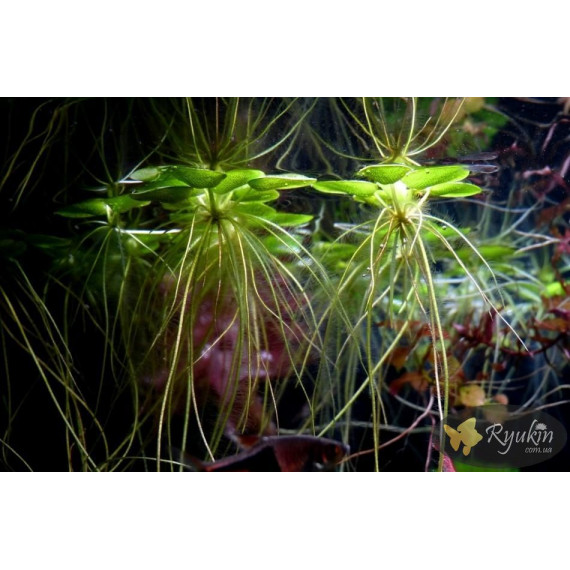 Лімнобіум Побігоносний (Limnobium Stoloniferam)