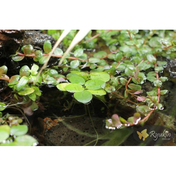 Лімнобіум Побігоносний (Limnobium Stoloniferam)