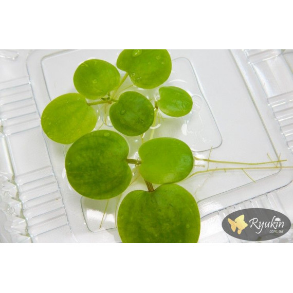 Лімнобіум Побігоносний (Limnobium Stoloniferam)