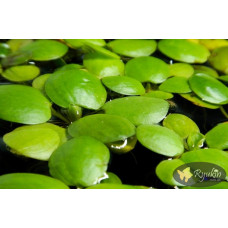 Лімнобіум Побігоносний (Limnobium Stoloniferam)