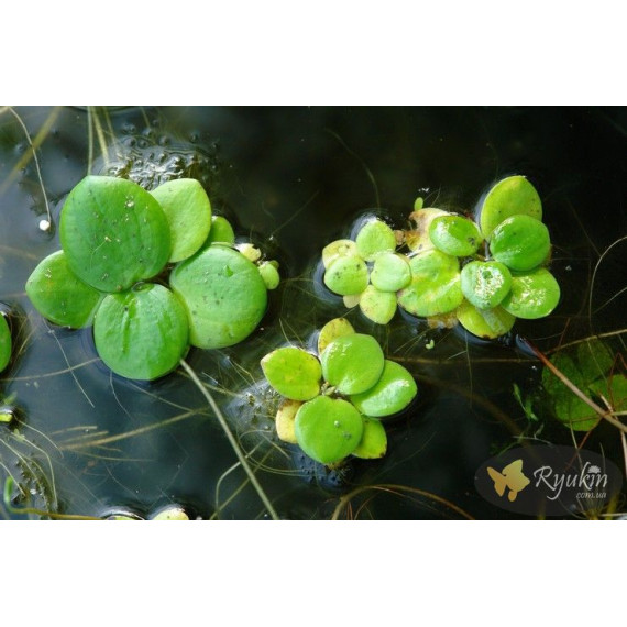 Лімнобіум Побігоносний (Limnobium Stoloniferam)