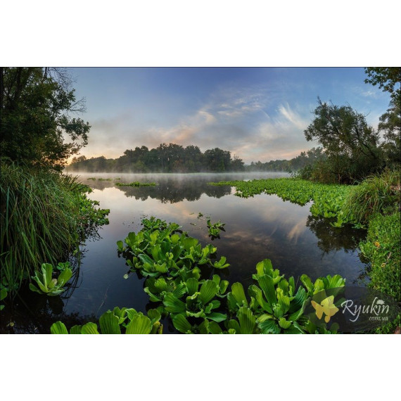 Пістія (Pistia Stratiotes)