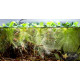 Пістія (Pistia Stratiotes)