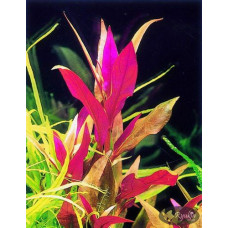 Альтернантера Лиловая (Alternanthera Lilacina)