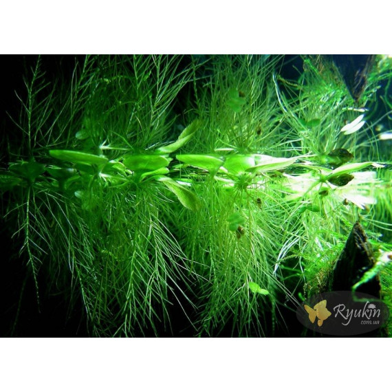 Пістія (Pistia Stratiotes)