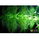 Пістія (Pistia Stratiotes)