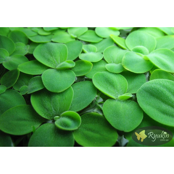 Пістія (Pistia Stratiotes)