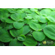 Пістія (Pistia Stratiotes)