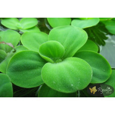 Пістія (Pistia Stratiotes)