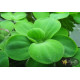 Пістія (Pistia Stratiotes)