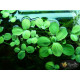 Пістія (Pistia Stratiotes)
