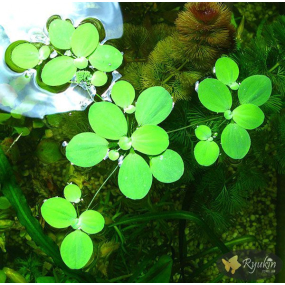 Пістія (Pistia Stratiotes)