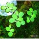 Пістія (Pistia Stratiotes)