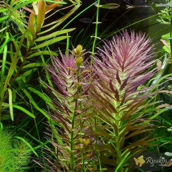 Лімнофіла Ароматика (Limnophila Aromatica)