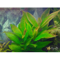 Гигрофила Коримбоза (Hygrophila Corymbosa)