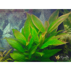 Гігрофіла Корімбоза (Hygrophila Corymbosa)